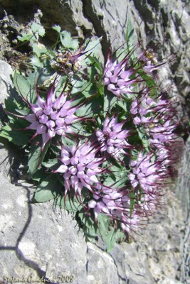 Raponzolo delle rocce (Physoplexis comosa)