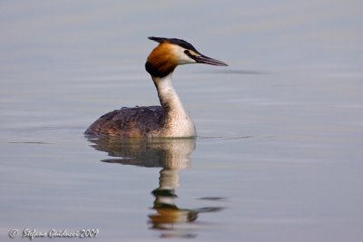 Svasso maggiore (Podiceps cristatus)