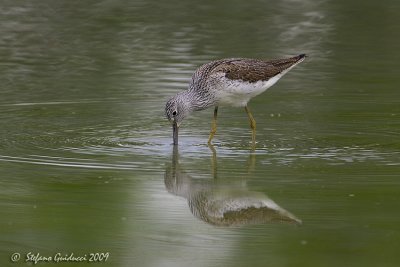 Pantana  (Tringa nebularia)