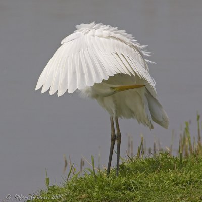 Airone bianco maggiore  (Casmerodius alba)