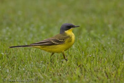 Cutrettola  (Motacilla flava ssp.Thumbergi)