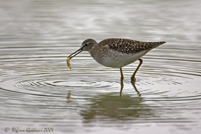 Piro piro boschereccio (Tringa glareola)