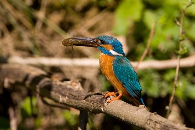 Martin Pescatore maschio con Ghiozzo di fiume