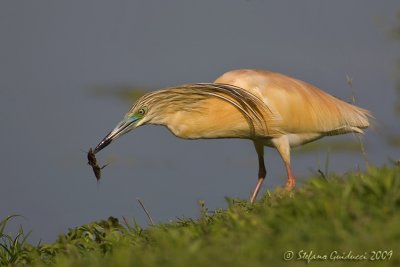 Sgarza ciuffetto (Ardeola ralloides)