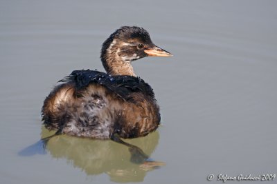 Tuffetto (Tachybaptus ruficollis)