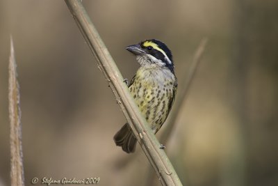 Barbuto fronterossa  (Red-fronted barbet)