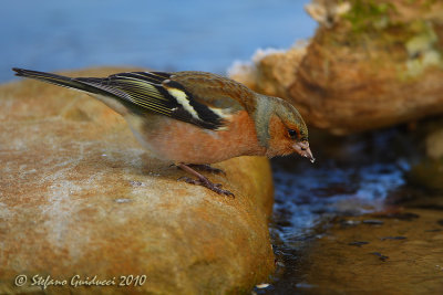 Fringuello (Fringilla coelebs)