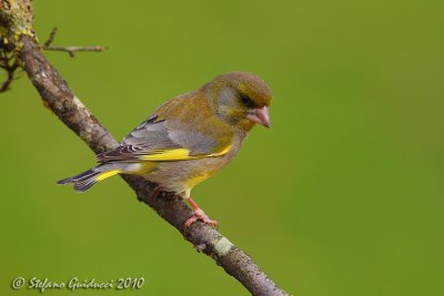 Verdone (Carduelis chloris)