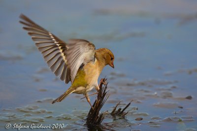 Fringuello (Fringilla coelebs)