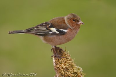 Fringuello (Fringilla coelebs)