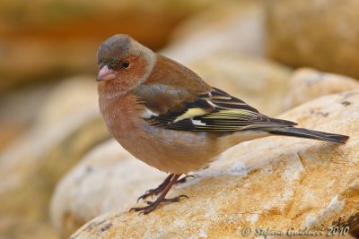 Fringuello (Fringilla coelebs)