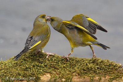 Verdone (Carduelis chloris)