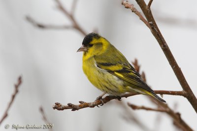 Lucherino (Carduelis spinus)