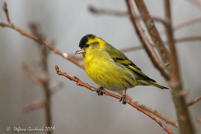 Lucherino (Carduelis spinus)