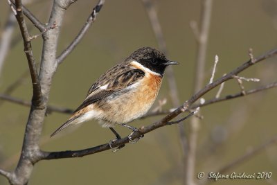 Saltimpalo (Saxicola rubicola)