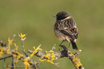 Saltimpalo (Saxicola rubicola)