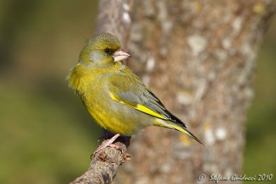 Verdone (Carduelis chloris)