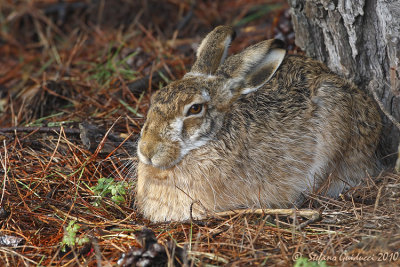 Lepre (Lepus europaeus) - Hare