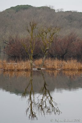 Padule di Bolgheri