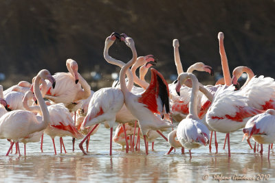 Fenicottero rosa (Phoenicopterus roseus)