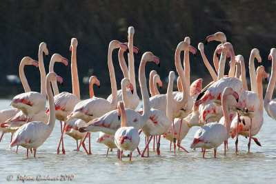 Fenicottero rosa (Phoenicopterus roseus)