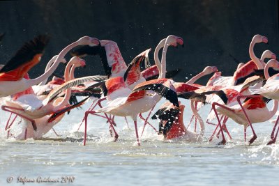 Fenicottero rosa (Phoenicopterus roseus)