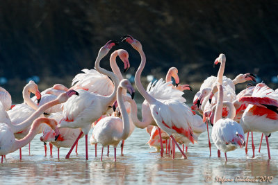 Fenicottero rosa (Phoenicopterus roseus)