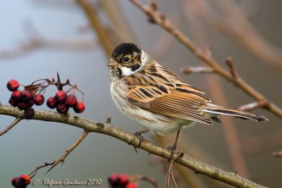 Migliarino di palude (Emberiza schoeniclus)