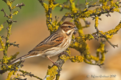 Migliarino di palude (Emberiza schoeniclus)