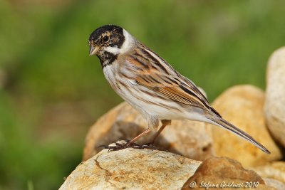 Migliarino di palude (Emberiza schoeniclus)