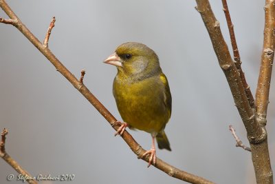 Verdone (Carduelis chloris)