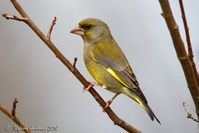 Verdone (Carduelis chloris)