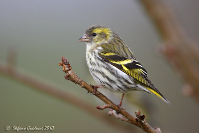 Lucherino (Carduelis spinus)