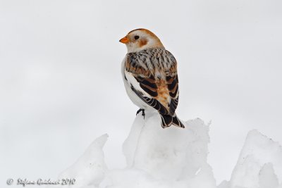 Zigolo delle nevi (Plectrophenax nivalis)
