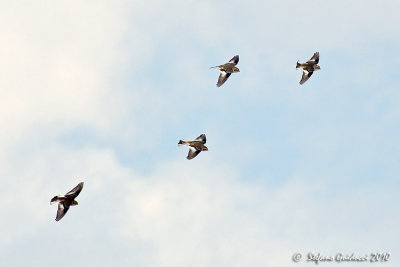 Zigolo delle nevi (Plectrophenax nivalis)