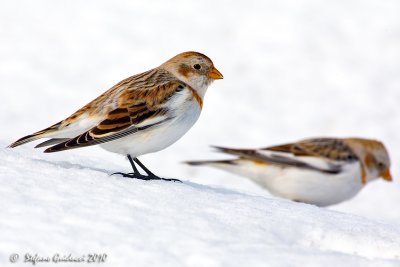 Zigolo delle nevi (Plectrophenax nivalis)