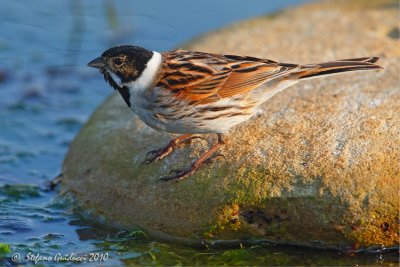 Migliarino di palude (Emberiza schoeniclus)