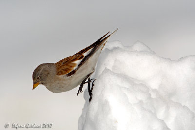 Fringuello alpino (Montifringilla nivalis)