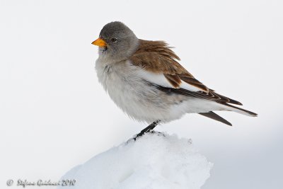 Fringuello alpino (White-winged Snowfinch)