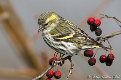 Lucherino (Carduelis spinus)