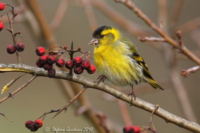 Lucherino (Carduelis spinus)