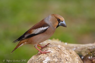 Frosone femmina (Coccothraustes coccothraustes)