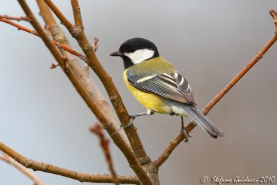 Cinciallegra ( Parus major)