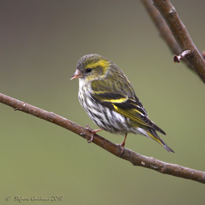 Lucherino (Carduelis spinus)