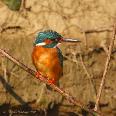 Martin pescatore femmina (Alcedo atthis)