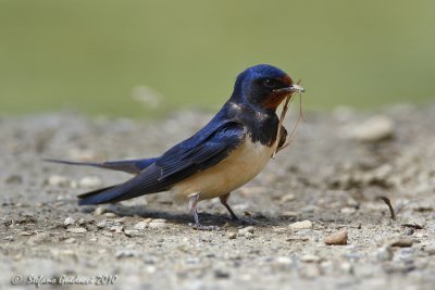 Rondine (Barn Swallow)