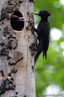 Picchio nero (Drycopus martius)