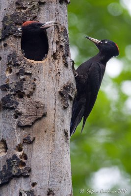 Picchio nero (Drycopus martius)