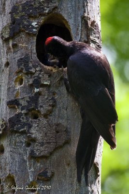 Picchio nero (Drycopus martius)