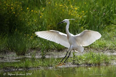 Garzetta (Egretta garzetta)